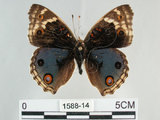 中文名:青眼蛺蝶(孔雀青蛺蝶)(1588-14)學名:Junonia orithya (Linnaeus, 1758)(1588-14)