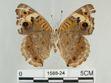 中文名:青眼蛺蝶(孔雀青蛺蝶)(1588-24)學名:Junonia orithya (Linnaeus, 1758)(1588-24)