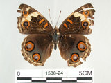 中文名:青眼蛺蝶(孔雀青蛺蝶)(1588-24)學名:Junonia orithya (Linnaeus, 1758)(1588-24)