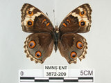 中文名:青眼蛺蝶(孔雀青蛺蝶)(3872-209)學名:Junonia orithya (Linnaeus, 1758)(3872-209)