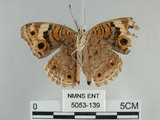 中文名:青眼蛺蝶(孔雀青蛺蝶)(5053-139)學名:Junonia orithya (Linnaeus, 1758)(5053-139)