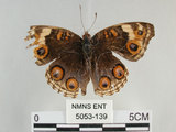 中文名:青眼蛺蝶(孔雀青蛺蝶)(5053-139)學名:Junonia orithya (Linnaeus, 1758)(5053-139)