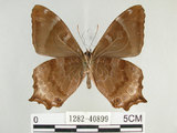 中文名:白尾黑蔭蝶(大幽眼蝶)(1282-40899)學名:Zophoessa dura neoclides (Fruhstorfer, 1909)(1282-40899)