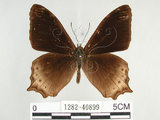 中文名:白尾黑蔭蝶(大幽眼蝶)(1282-40899)學名:Zophoessa dura neoclides (Fruhstorfer, 1909)(1282-40899)