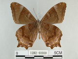 中文名:白尾黑蔭蝶(大幽眼蝶)(1282-40900)學名:Zophoessa dura neoclides (Fruhstorfer, 1909)(1282-40900)