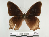 中文名:白尾黑蔭蝶(大幽眼蝶)(1282-21212)學名:Zophoessa dura neoclides (Fruhstorfer, 1909)(1282-21212)