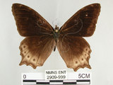 中文名:白尾黑蔭蝶(大幽眼蝶)(2909-999)學名:Zophoessa dura neoclides (Fruhstorfer, 1909)(2909-999)