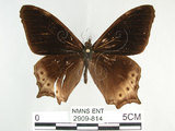 中文名:白尾黑蔭蝶(大幽眼蝶)(2909-814)學名:Zophoessa dura neoclides (Fruhstorfer, 1909)(2909-814)