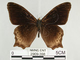 中文名:白尾黑蔭蝶(大幽眼蝶)(2909-398)學名:Zophoessa dura neoclides (Fruhstorfer, 1909)(2909-398)