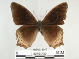 中文名:白尾黑蔭蝶(大幽眼蝶)(4219-732)學名:Zophoessa dura neoclides (Fruhstorfer, 1909)(4219-732)