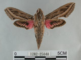 中文名:銀條斜線天蛾(1282-25048)學名:Hippotion celerio (Linnaeus, 1758)(1282-25048)