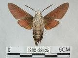 中文名:後黃長喙天蛾(1282-28425)學名:Macroglossum stellatarum (Linnaeus, 1758)(1282-28425)