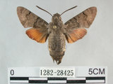 中文名:後黃長喙天蛾(1282-28425)學名:Macroglossum stellatarum (Linnaeus, 1758)(1282-28425)