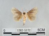 中文名:基褐刺蛾(1282-5172)學名:Chalcoscelides castaneipars (Moore, 1866)(1282-5172)