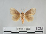 中文名:基褐刺蛾(1282-4968)學名:Chalcoscelides castaneipars (Moore, 1866)(1282-4968)
