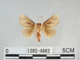 中文名:基褐刺蛾(1282-4882)學名:Chalcoscelides castaneipars (Moore, 1866)(1282-4882)
