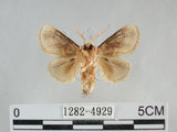 中文名:基褐刺蛾(1282-4929)學名:Chalcoscelides castaneipars (Moore, 1866)(1282-4929)