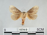 中文名:基褐刺蛾(1574-9)學名:Chalcoscelides castaneipars (Moore, 1866)(1574-9)