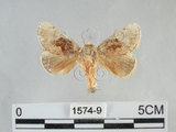 中文名:基褐刺蛾(1574-9)學名:Chalcoscelides castaneipars (Moore, 1866)(1574-9)