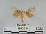 中文名:基褐刺蛾(3940-331)學名:Chalcoscelides castaneipars (Moore, 1866)(3940-331)