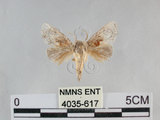 中文名:基褐刺蛾(4035-617)學名:Chalcoscelides castaneipars (Moore, 1866)(4035-617)