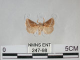 中文名:赭刺蛾(247-98)學名:Darna pallivitta (Moore, 1877)(247-98)