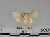 中文名:褐點眉刺蛾(446-144)學名:Narosa fulgens (Leech, 1889)(446-144)