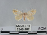 中文名:褐點眉刺蛾(2948-167)學名:Narosa fulgens (Leech, 1889)(2948-167)