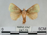 中文名:兩色綠刺蛾(247-78)學名:Parasa bicolor virescens (Matsumura, 1911) (247-78)
