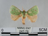 中文名:兩色綠刺蛾(247-78)學名:Parasa bicolor virescens (Matsumura, 1911) (247-78)