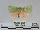 中文名:兩色綠刺蛾(248-1045)學名:Parasa bicolor virescens (Matsumura, 1911)(248-1045)