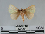 中文名:兩色綠刺蛾(248-98)學名:Parasa bicolor virescens (Matsumura, 1911)(248-98)