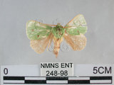 中文名:兩色綠刺蛾(248-98)學名:Parasa bicolor virescens (Matsumura, 1911)(248-98)