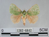 中文名:兩色綠刺蛾(1282-6842)學名:Parasa bicolor virescens (Matsumura, 1911)(1282-6842)