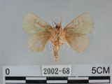 中文名:兩色綠刺蛾(2002-68)學名:Parasa bicolor virescens (Matsumura, 1911)(2002-68)