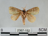 中文名:兩色綠刺蛾(2367-152)學名:Parasa bicolor virescens (Matsumura, 1911)(2367-152)
