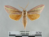 中文名:黃條天蛾(甘蔗天蛾)(2693-660)學名:Leucophlebia lineata Westwood, 1847(2693-660)