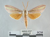 中文名:黃條天蛾(甘蔗天蛾)(2693-27)學名:Leucophlebia lineata Westwood, 1847(2693-27)