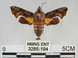 中文名:三角凹緣天蛾(3285-194)學名:Neogurelca himachala sangaica (Butler, 1876)(3285-194)
