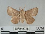 中文名:內點刺蛾(黑點刺蛾)(1282-2318)學名:Thosea sinensis (Walker, 1855)(1282-2318)