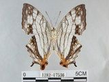 中文名:石牆蝶(網絲蛺蝶)(1282-17536)學名:Cyrestis thyodamas formosana Fruhstorfer, 1898(1282-17536)