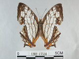 中文名:石牆蝶(網絲蛺蝶)(1282-17536)學名:Cyrestis thyodamas formosana Fruhstorfer, 1898(1282-17536)