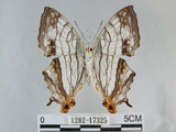 中文名:石牆蝶(網絲蛺蝶)(1282-17325)學名:Cyrestis thyodamas formosana Fruhstorfer, 1898(1282-17325)