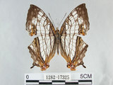 中文名:石牆蝶(網絲蛺蝶)(1282-17325)學名:Cyrestis thyodamas formosana Fruhstorfer, 1898(1282-17325)