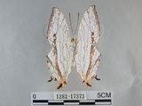 中文名:石牆蝶(網絲蛺蝶)(1282-17373)學名:Cyrestis thyodamas formosana Fruhstorfer, 1898(1282-17373)