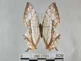 中文名:石牆蝶(網絲蛺蝶)(1282-17373)學名:Cyrestis thyodamas formosana Fruhstorfer, 1898(1282-17373)