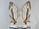 中文名:石牆蝶(網絲蛺蝶)(1282-17307)學名:Cyrestis thyodamas formosana Fruhstorfer, 1898(1282-17307)