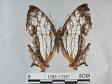 中文名:石牆蝶(網絲蛺蝶)(1282-17307)學名:Cyrestis thyodamas formosana Fruhstorfer, 1898(1282-17307)