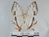 中文名:石牆蝶(網絲蛺蝶)(1282-17165)學名:Cyrestis thyodamas formosana Fruhstorfer, 1898(1282-17165)