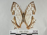 中文名:石牆蝶(網絲蛺蝶)(1282-17165)學名:Cyrestis thyodamas formosana Fruhstorfer, 1898(1282-17165)